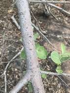 Image of Vangueria parvifolia Sond.