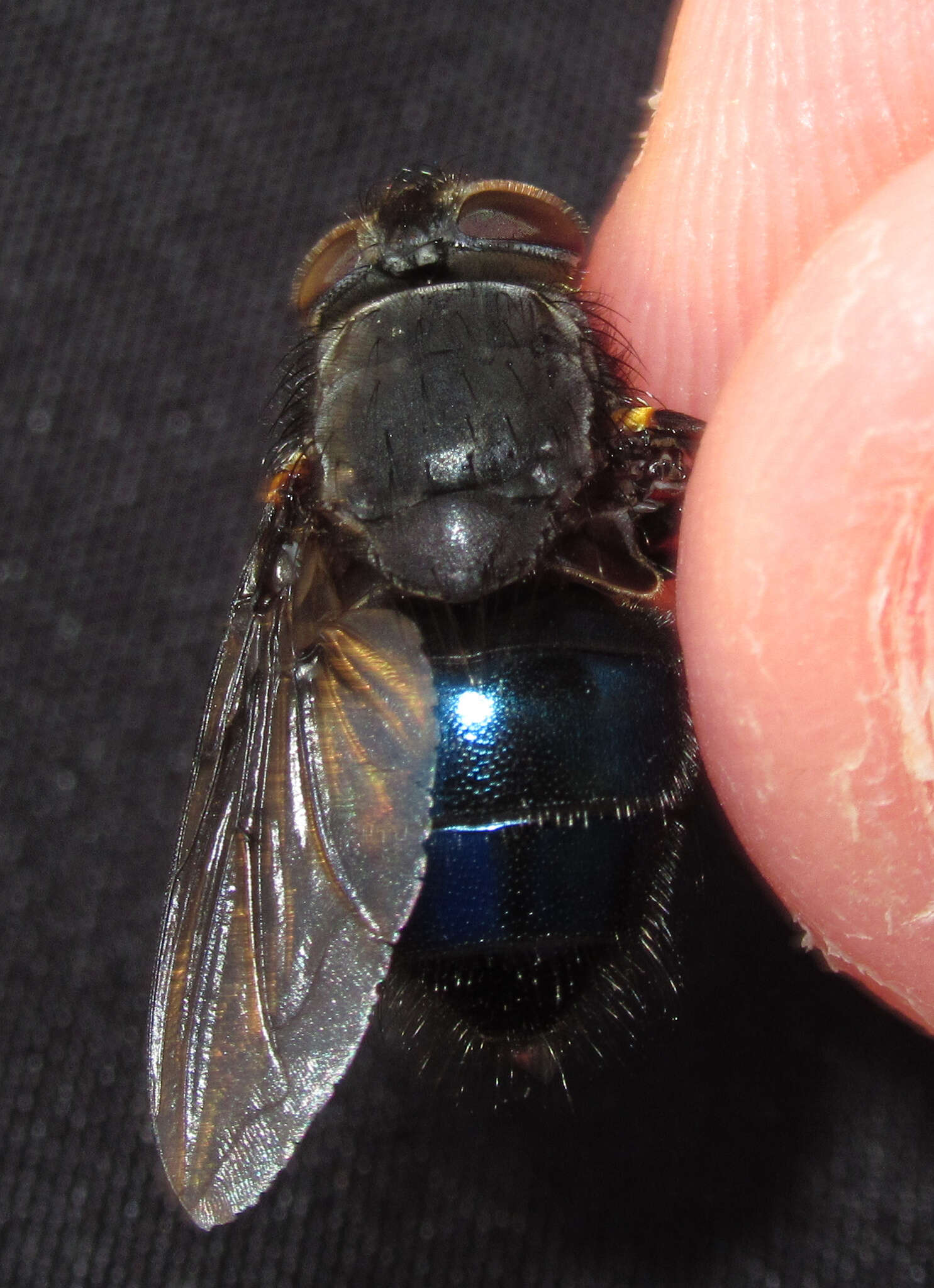 Image of New Zealand blue blowfly