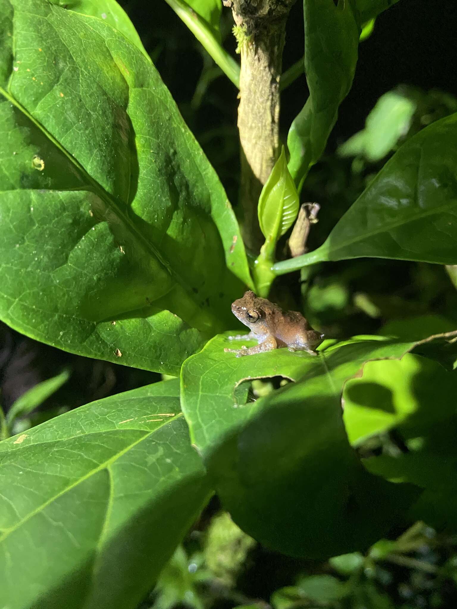 Image of Kudremukh bush frog