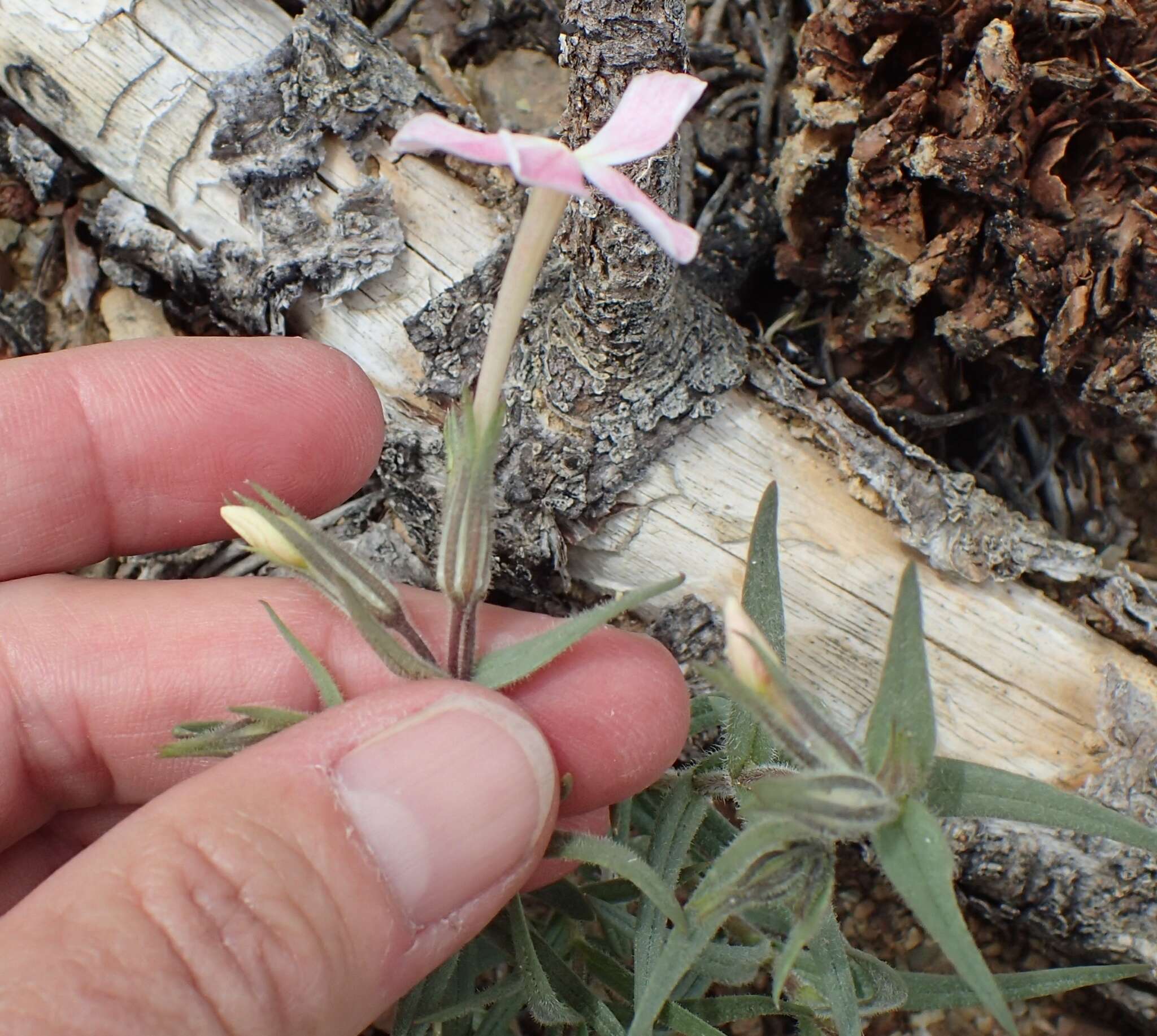 Image of cold-desert phlox