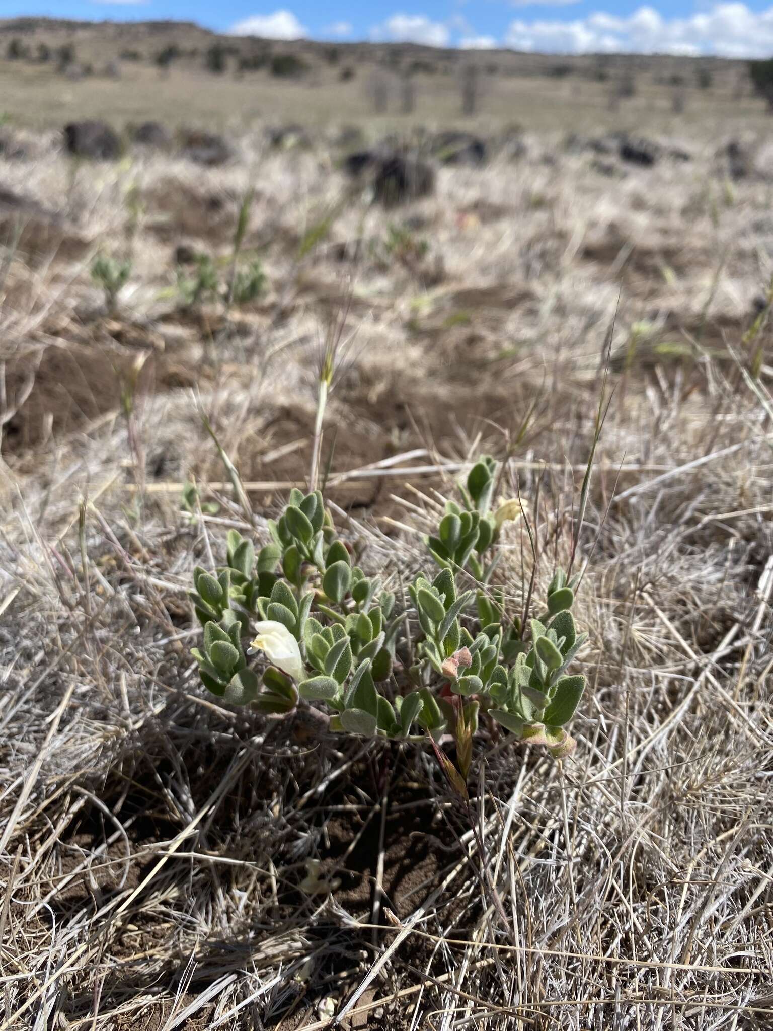 Image of dwarf skullcap