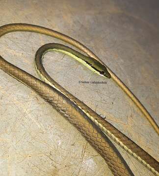 صورة Dendrelaphis wickrorum