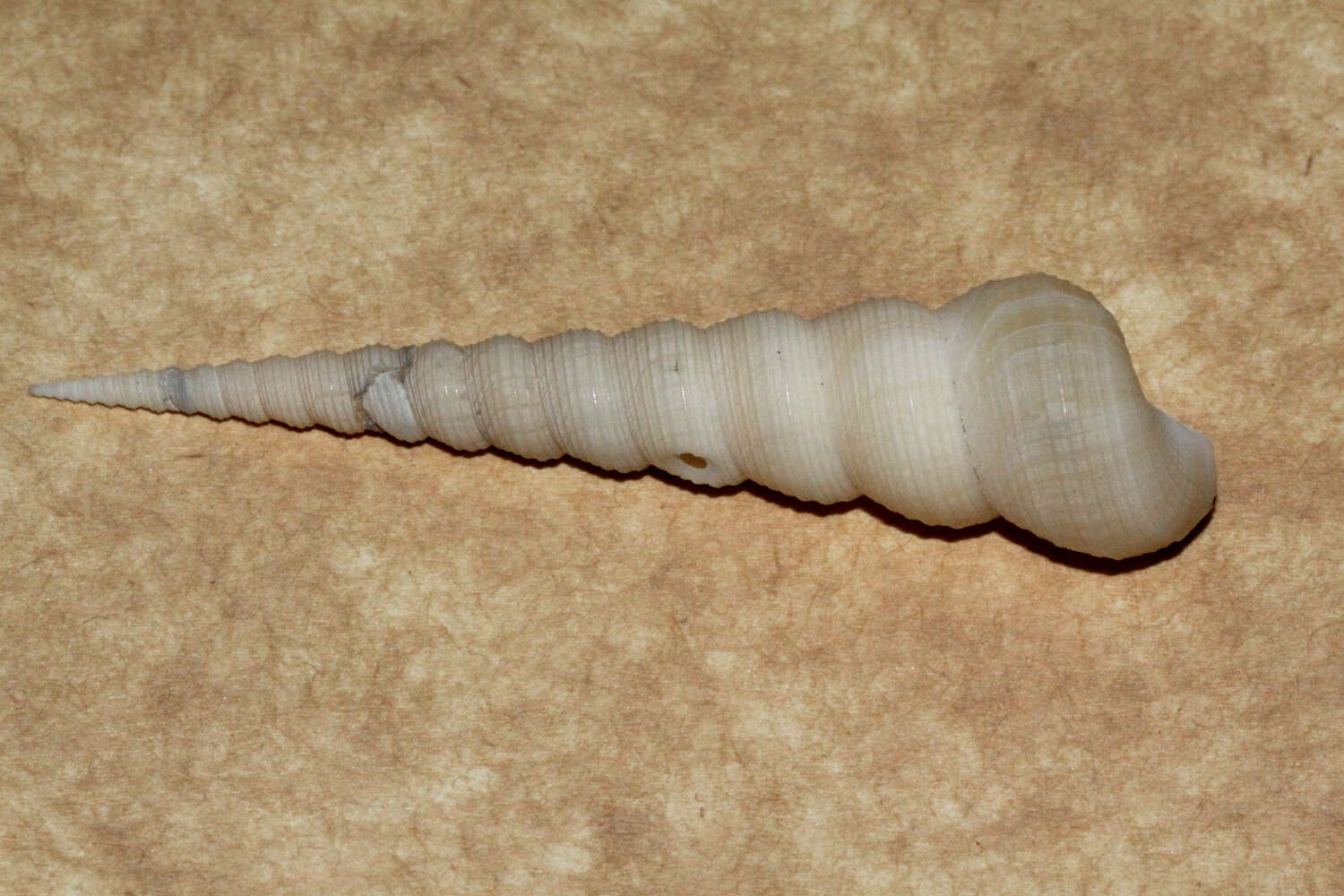 Image of auger screw shell