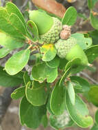 Image of Channel Island Scrub Oak