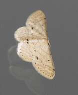 صورة Idaea pilosata Warren 1898