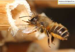 Image of Osmia excavata Alfken 1903