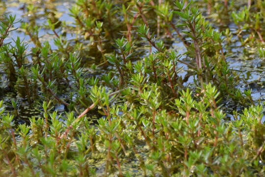 Imagem de Crassula helmsii (Kirk) A. Berger