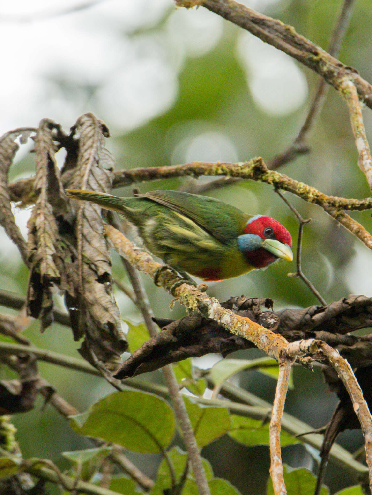 Image of Blue-moustached Barbet