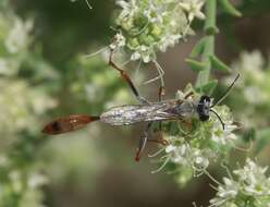 Image of Ammophila aberti Haldeman 1852