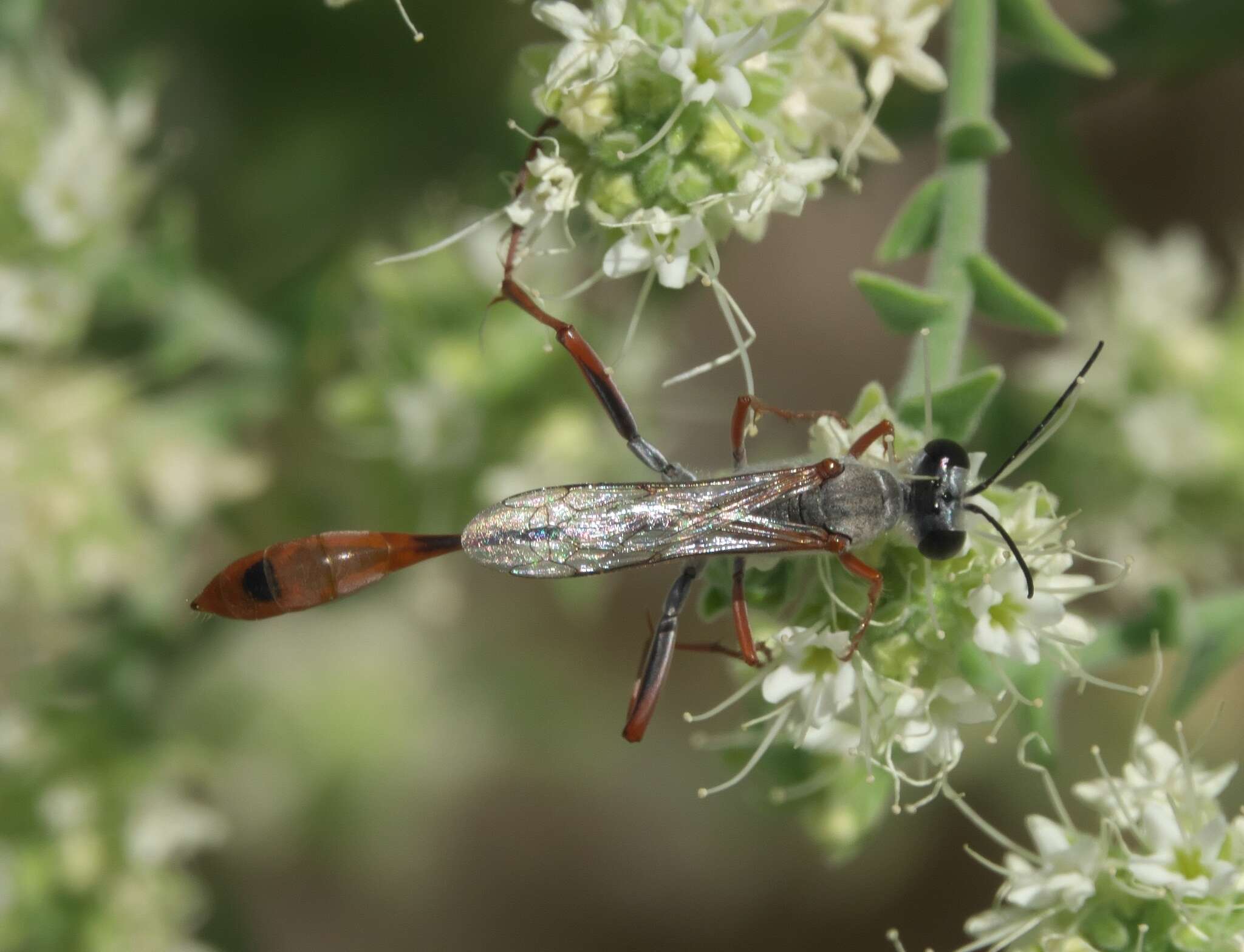 Слика од Ammophila aberti Haldeman 1852