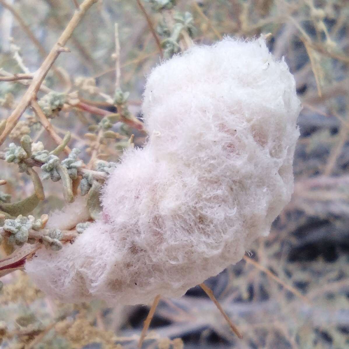 Image of Asphondylia floccosa Gagne 1986