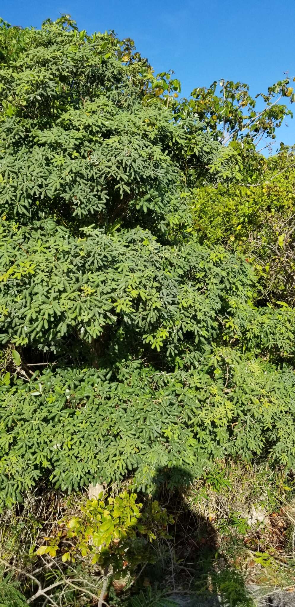 صورة Tabebuia bahamensis (Northr.) Britton