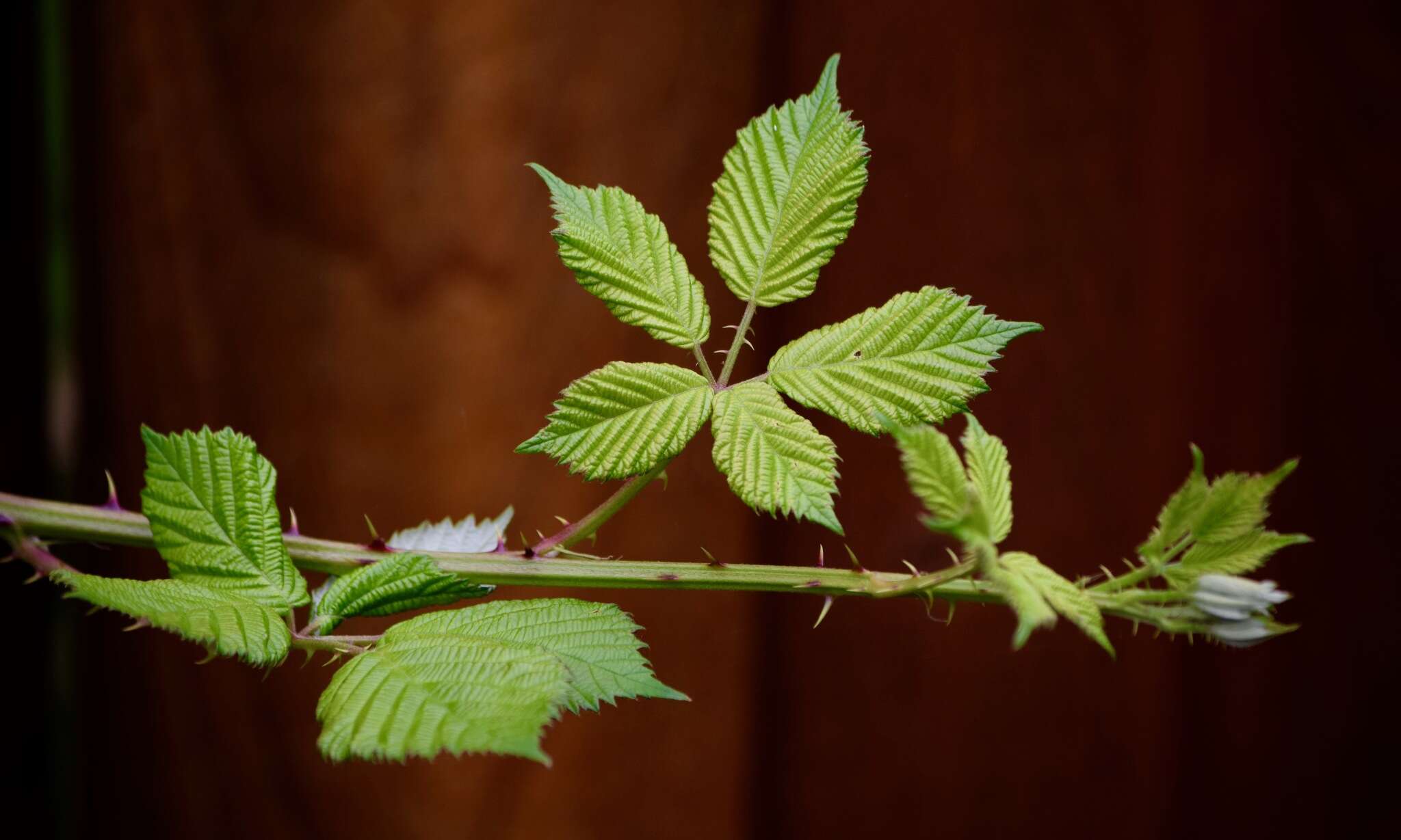 Rubus bifrons Vest ex Tratt. resmi