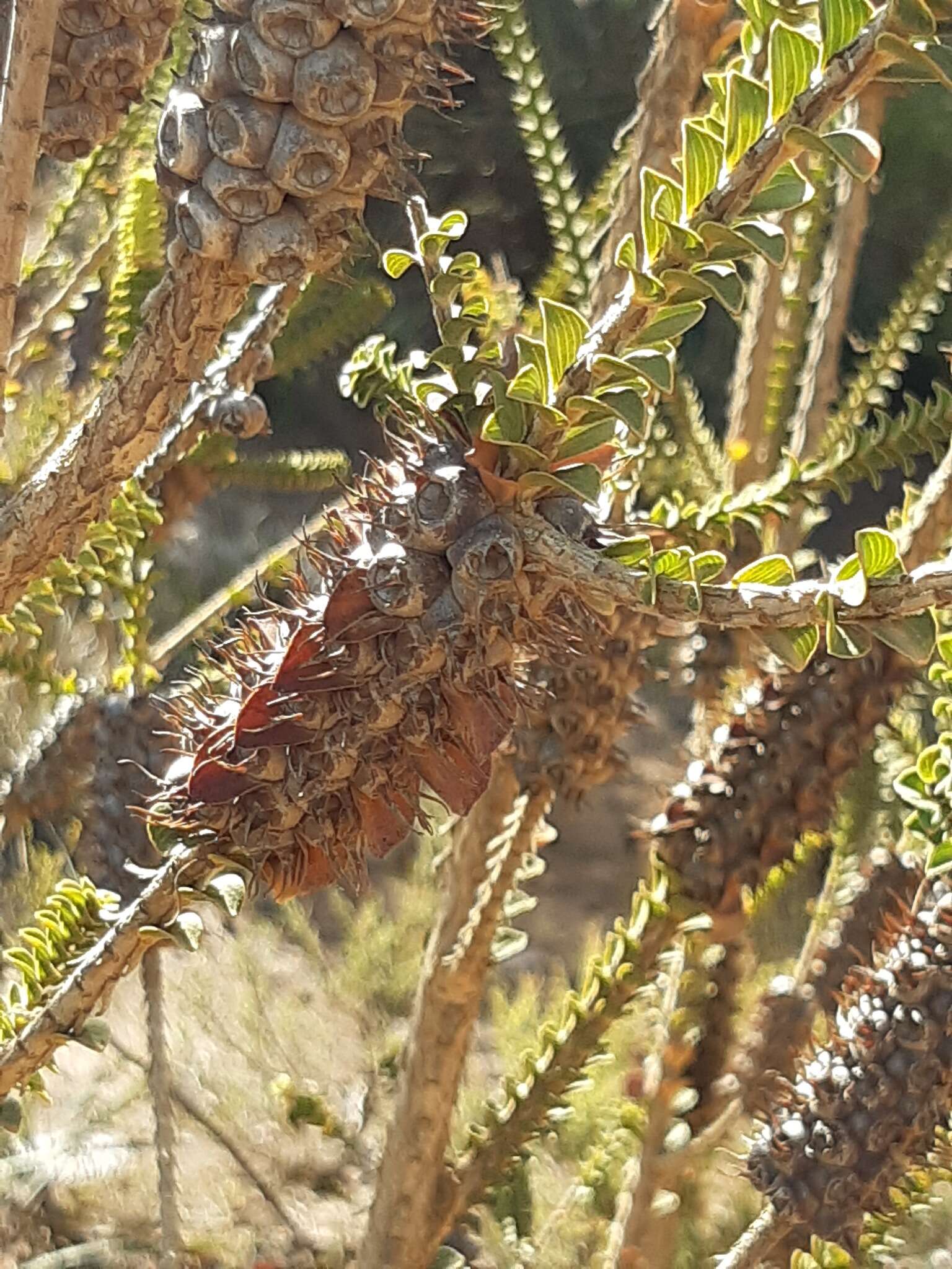 Image of Melaleuca transversa Craven & R. D. Edwards