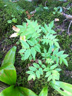 Image of American mountain ash