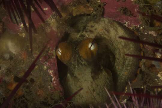 Image of California two-spot octopus