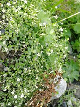 Слика од Arenaria rotundifolia M. Bieb.