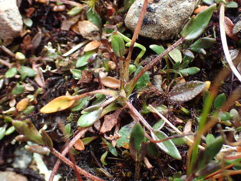 Image of Ranunculus gracilipes Hook. fil.