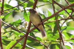 Image of Rough-legged Tyrannulet