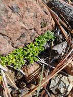 صورة Antennaria suffrutescens Greene