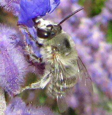 Слика од Anthophora pubescens (Fabricius 1781)