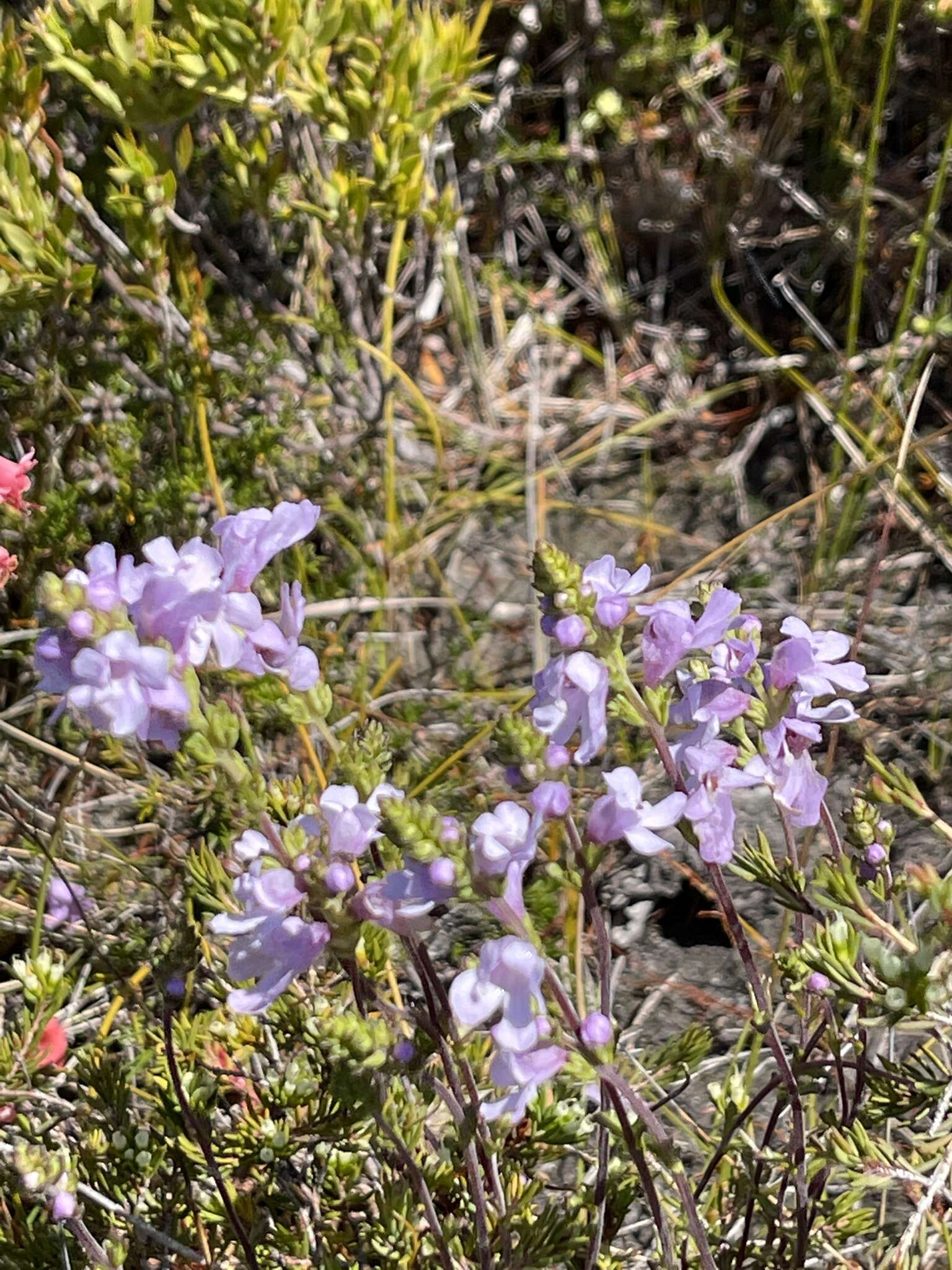 Imagem de Euphrasia collina subsp. collina