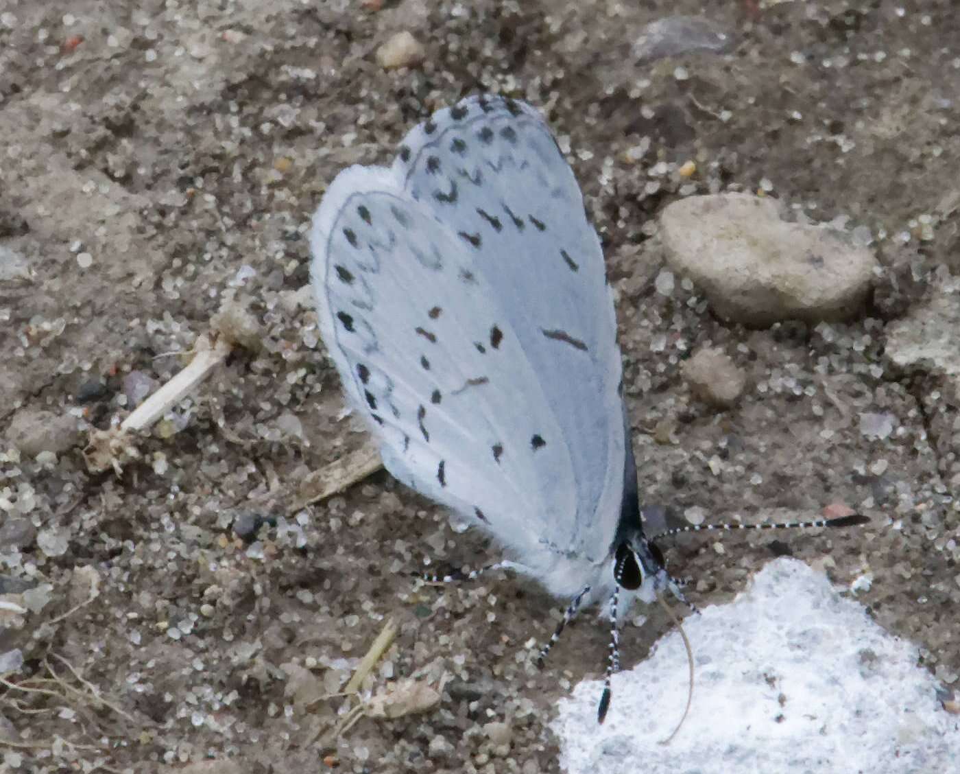 Image of Celastrina serotina Pavulaan & D. Wright 2005