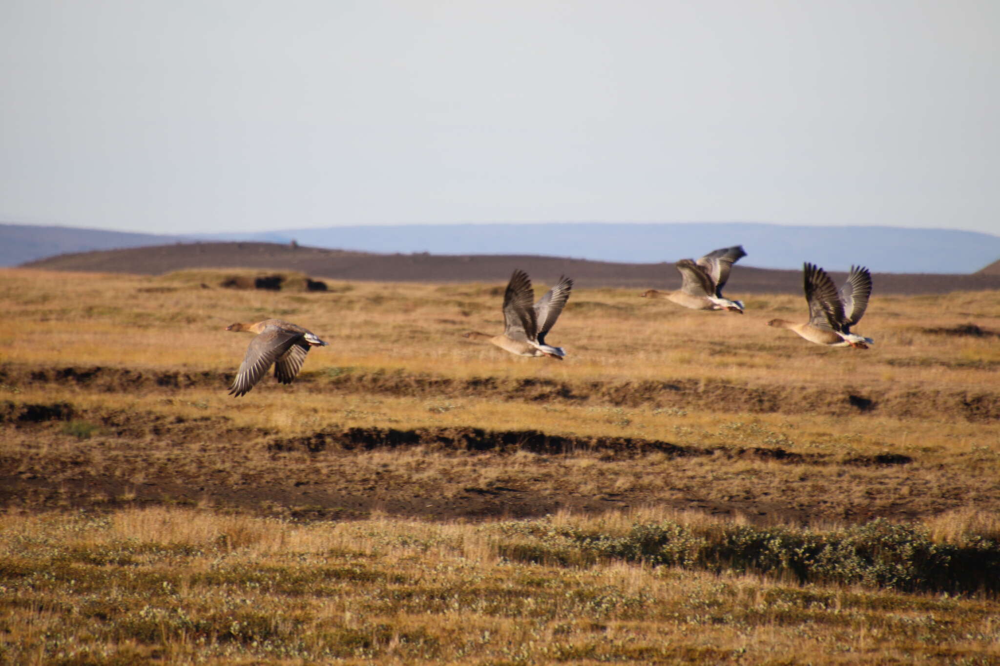 Imagem de Anser brachyrhynchus Baillon 1834