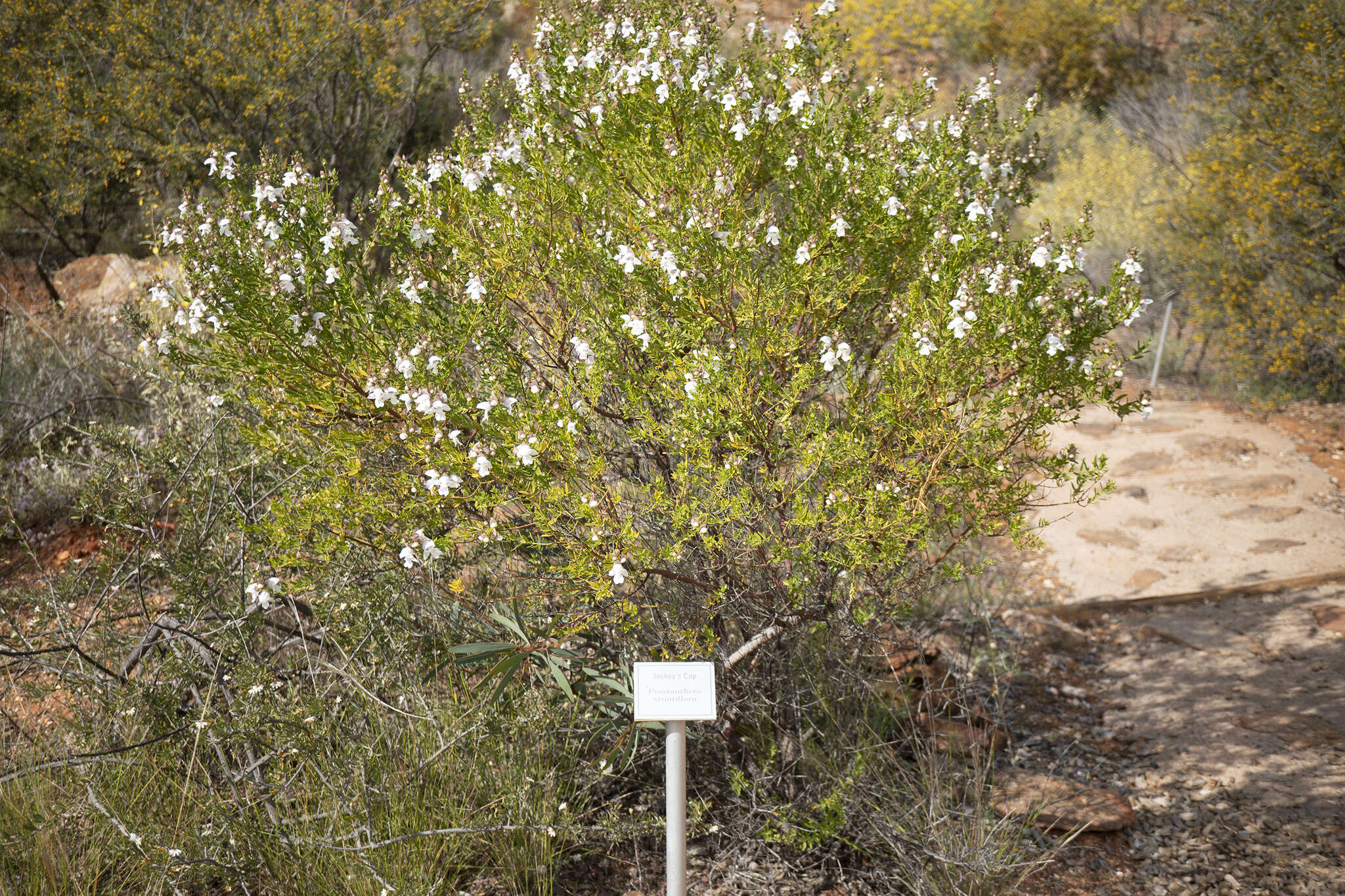 Imagem de Prostanthera striatiflora F. Muell.