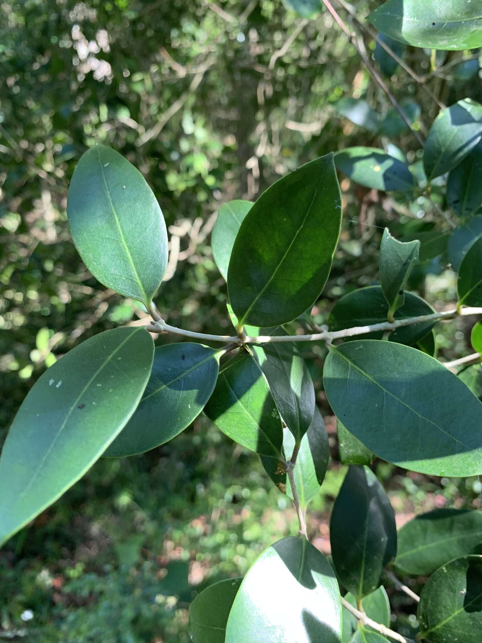 Plancia ëd Olea capensis subsp. enervis (Harv.) I. Verd.