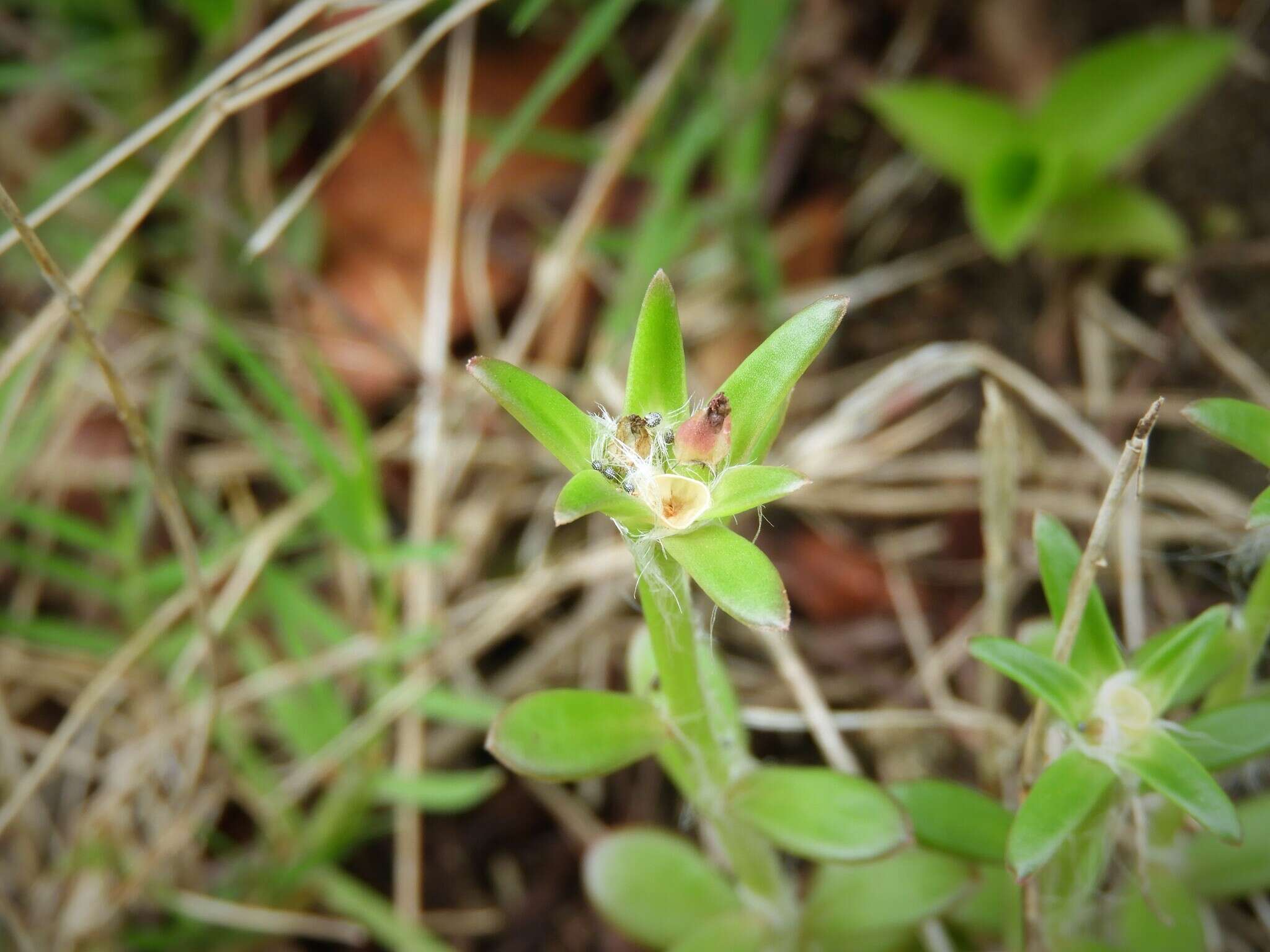 Image of Portulaca cryptopetala Speg.