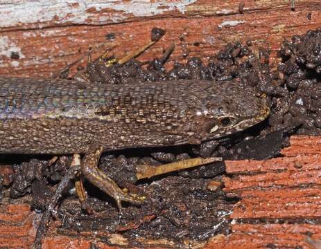 Image of Southern Weasel Skink