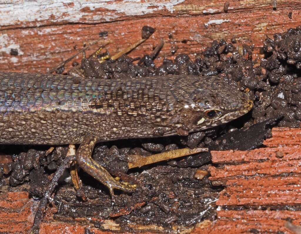 Image of Southern Weasel Skink