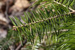 Image of Manchurian Fir