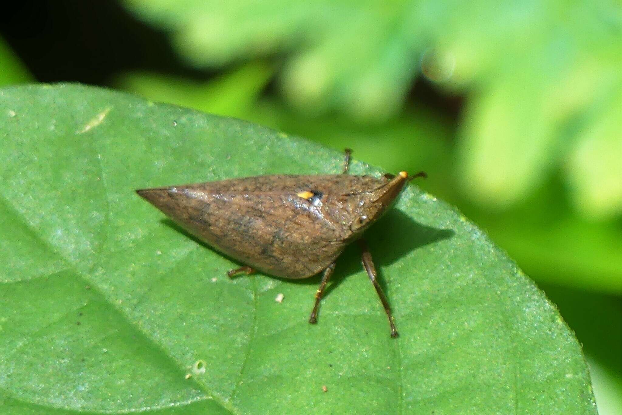 Image of Philagra fusiformis (Walker 1858)