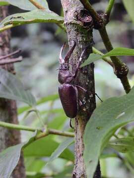 Слика од <i>Sphaenognathus giganteus</i>