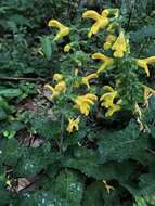 Image of Salvia japonica var. formosana Murata