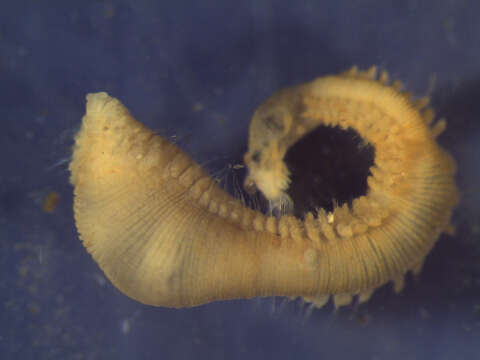 Image of Scalibregma californicum Blake 2000