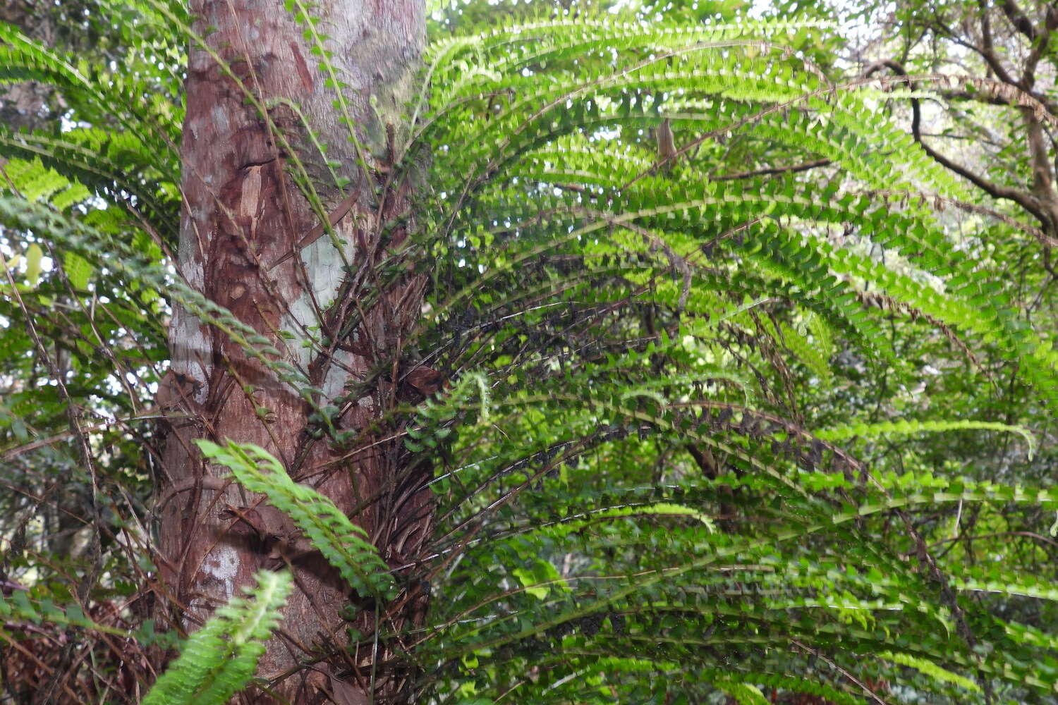 Image of Lindsaea merrillii Copel.