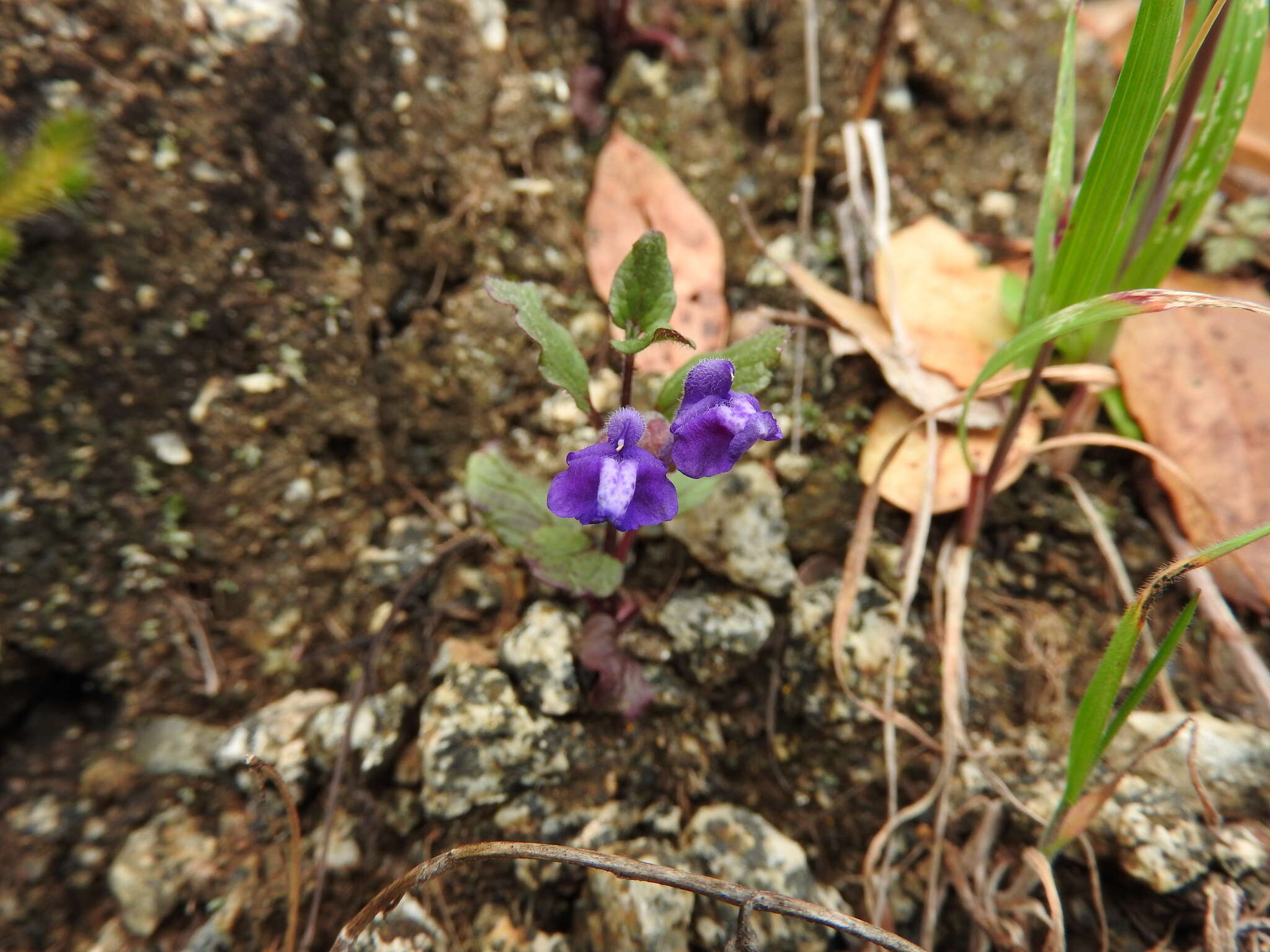 Image of Danny's skullcap