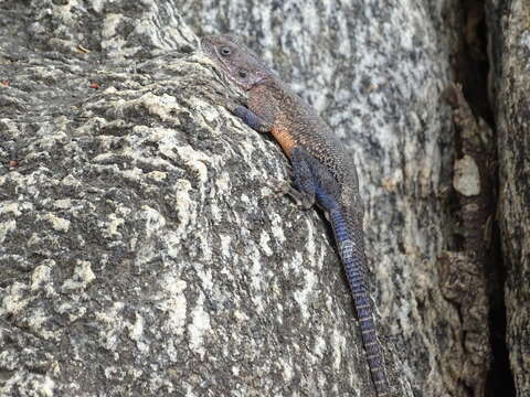 Image of Mwanza Flat-headed Rock Agama