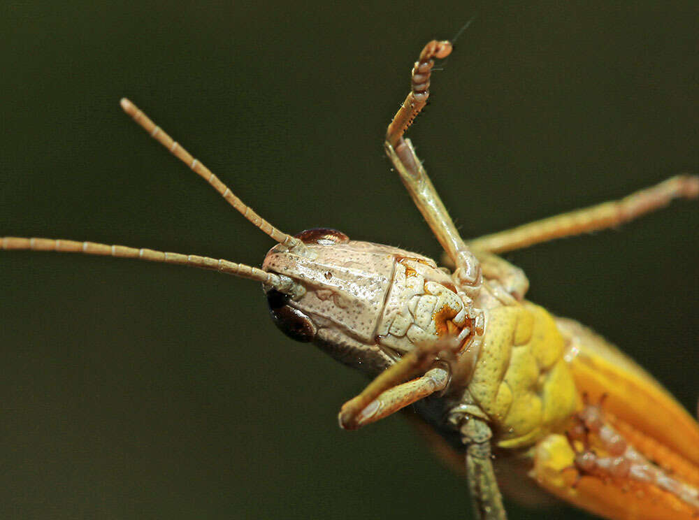 Image of Podismopsis genicularibus (Shiraki 1910)