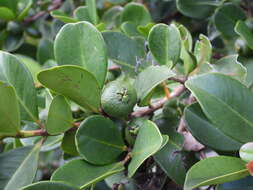 Image of Myrcianthes leucoxyla (Ortega) Mc Vaugh