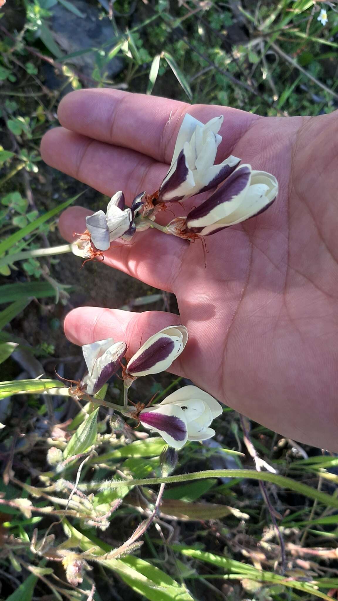 Image of Sparaxis grandiflora subsp. fimbriata (Lam.) Goldblatt