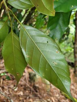 Слика од Lithocarpus taitoensis (Hayata) Hayata