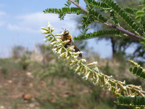 Oxaeinae resmi