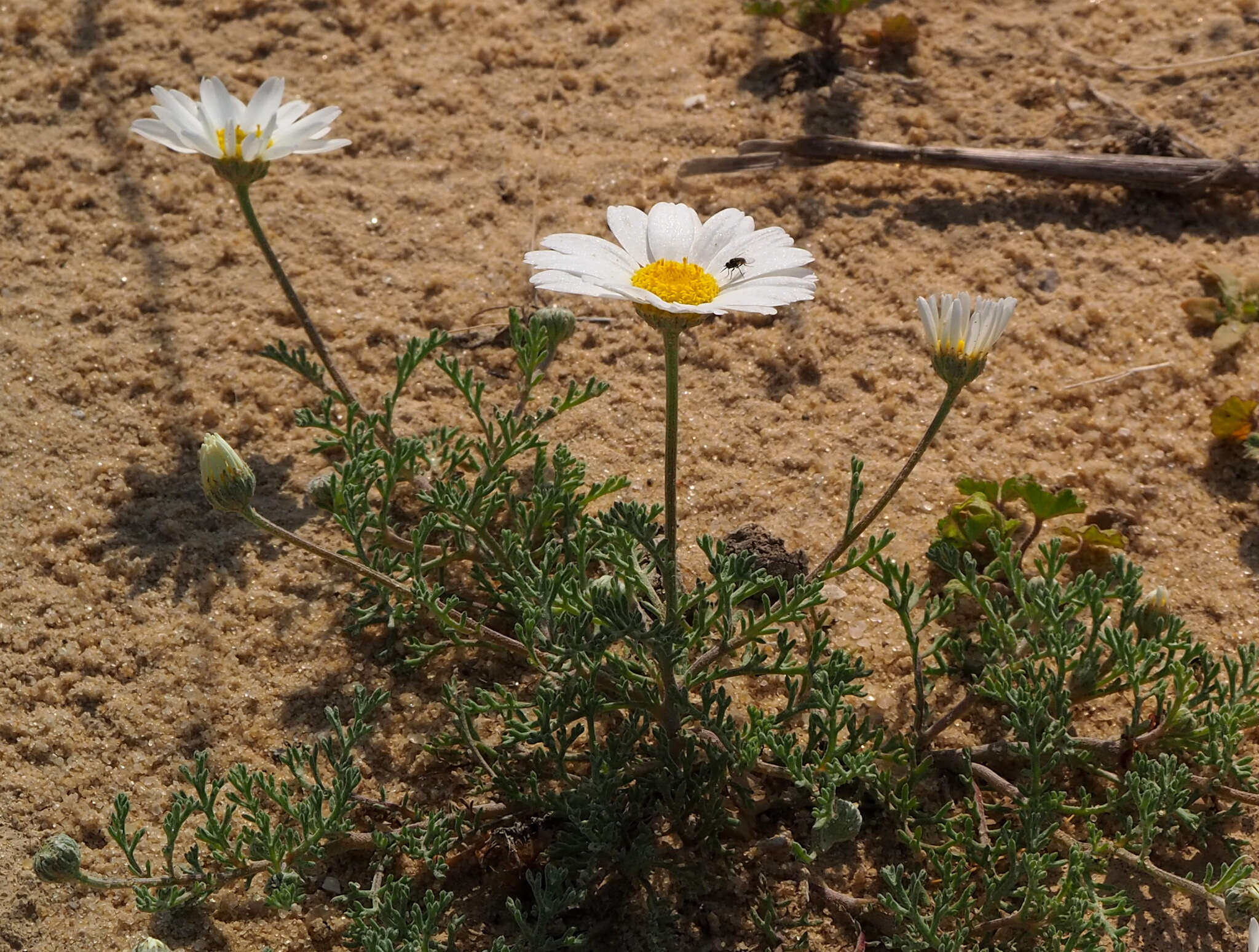 Image of Anthemis melampodina Del.