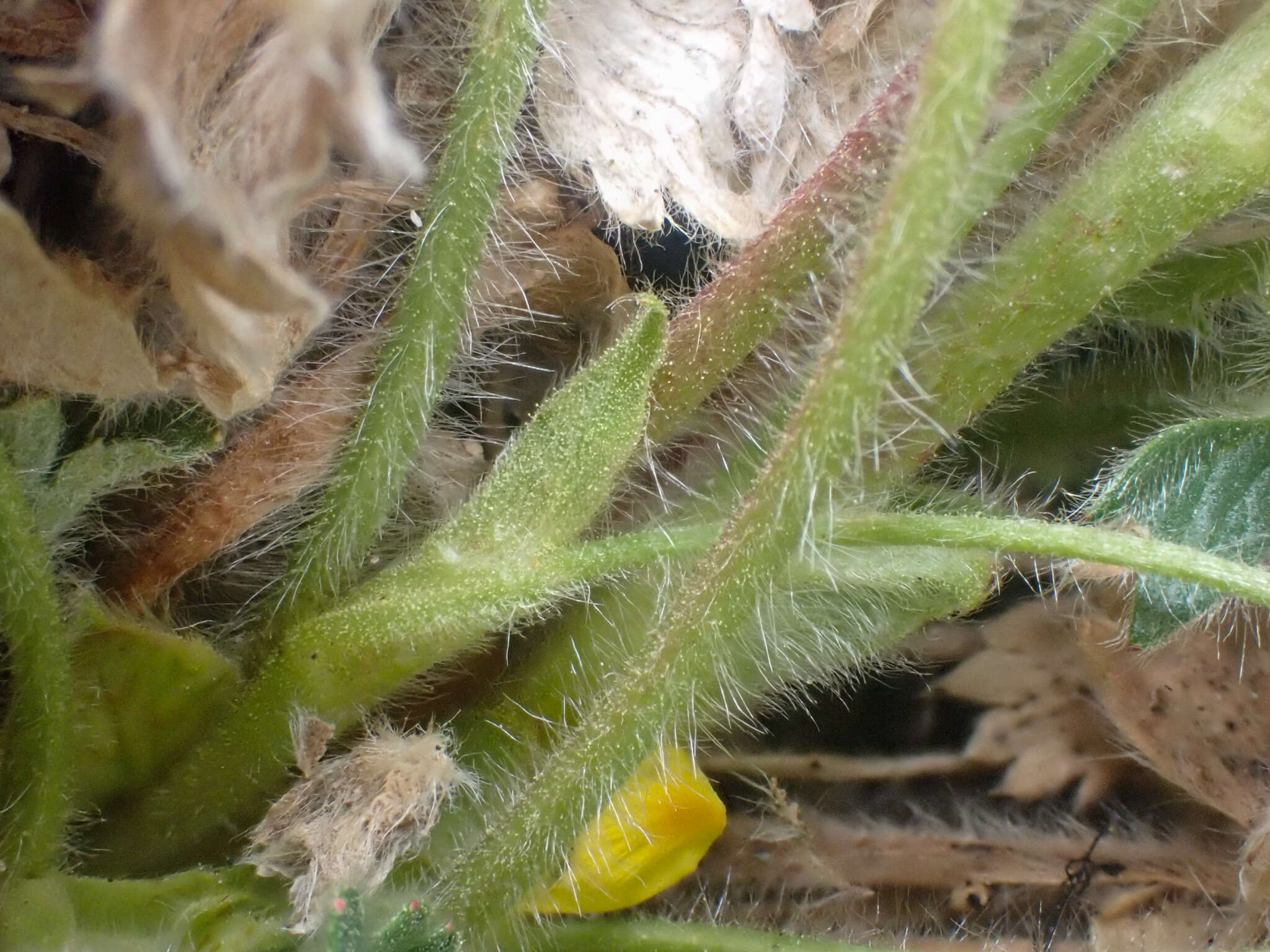 Image of Potentilla hyparctica Malte