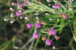 Image of Vernonia incana Less.