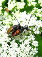 Image of Anastrangalia sanguinolenta (Linné 1761)